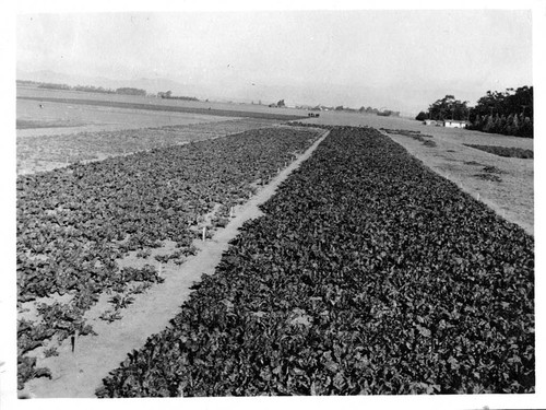 [Oxnard sugar beet field looking north]