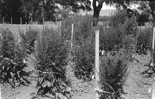 [Sugar beet plants, Ranch 11, Spreckels]