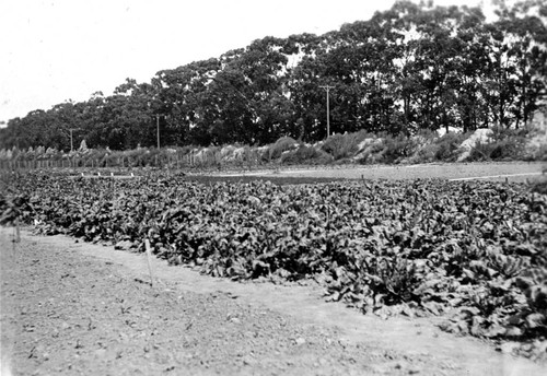 [Oxnard sugar beet field]