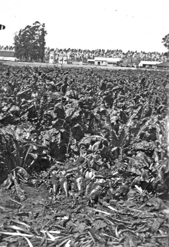 [Oxnard sugar beet field]