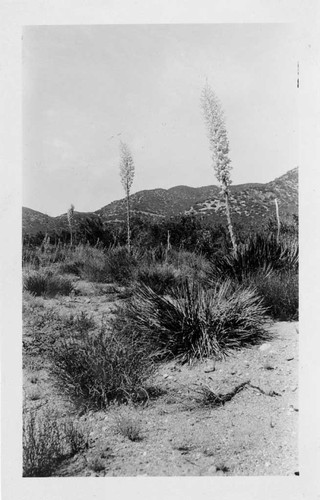 [Group of desert shrubs]