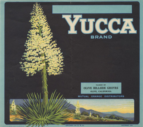 Crate label, Yucca Brand, Olive Hillside Groves, Olive, California