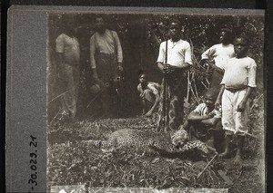 A captured leopard, Nyasoso