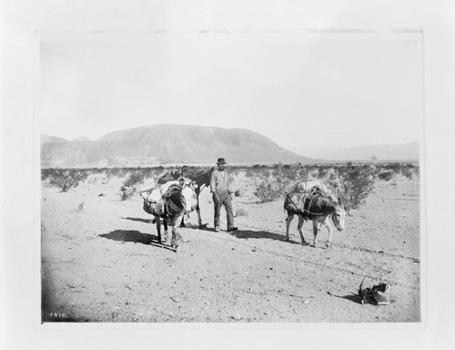Desert prospector with burros
