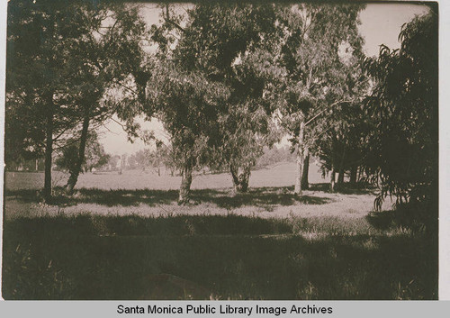 Trees in Huntington Palisades, Calif