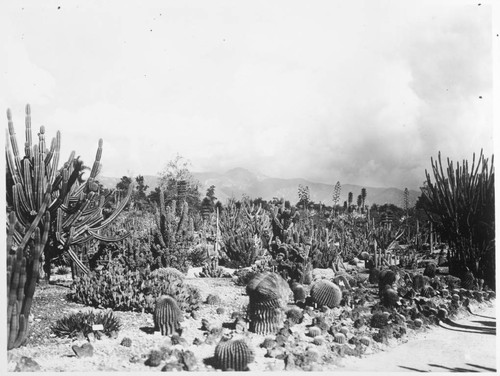 Desert garden, general view, circa 1932