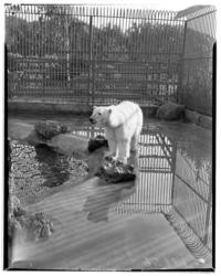 Polar bears, Hearst present, Fleishhacker Zoo