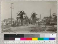 One year after the Berkeley Fire. The palms were injured very little because of their endogenous growth. 9-17-24
