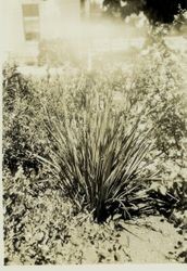New Zealand Flax, about 1927