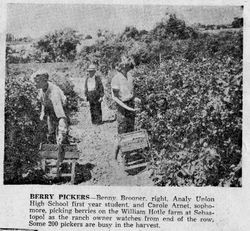 William Hotle farm in Sebastopol, Mr. Hotle watches Benny Brooner, right -Analy High Freshman, and Carole Arnet, Sophomore picking berries