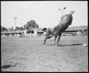 Rodeo at Breakfast Club, Southern California, 1934