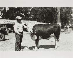 Bill King with his Hereford steer at the Sonoma County Fair, Santa Rosa, California, 1954