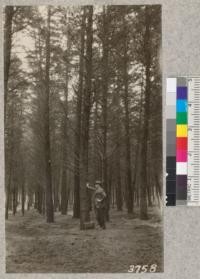 Monterey cypress and Monterey pine plantation at Presidio of San Francisco. December, 1925. Metcalf