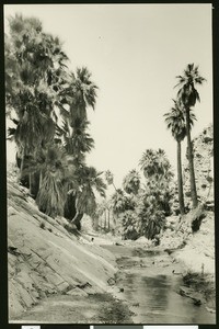 View of tree-lined Palm Canyon near Palm Springs, ca.1901
