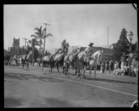 Gold Rush pack train in the parade of the Old Spanish Days Fiesta, Santa Barbara, 1930