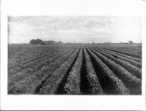 View of a celery field