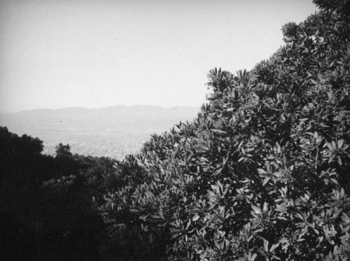 Valley through the trees on a Hollywoodland hike