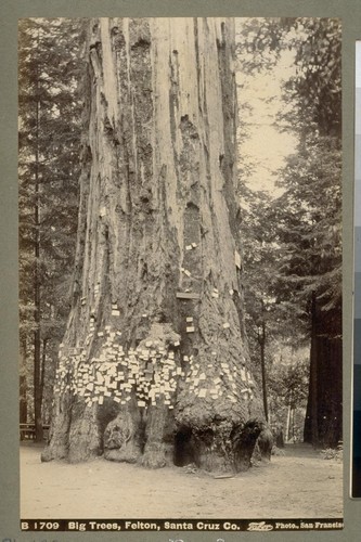 Big Trees, Felton, Santa Cruz Co. B 1709. [Photograph by Isaiah West Taber.]