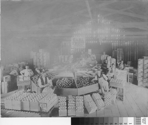Earl Fruit Company citrus packing house
