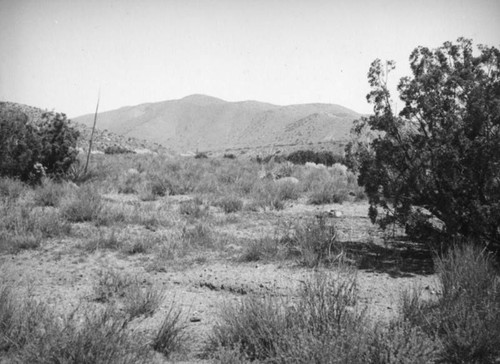 Creosote and century plant, Mint Canyon