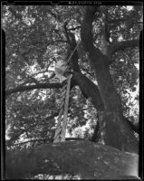 Picker scales eighty-six foot tall avocado tree, Duarte, 1938