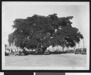 Moreton bay fig tree in a parking lot, planted by Andrew J. Cooper, December 1946