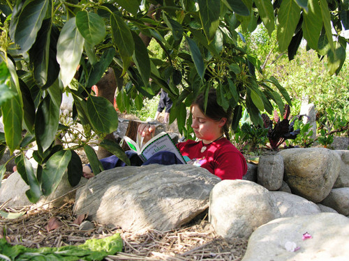 Student in red shirt reading Asma Barlas book under tree, surrounded by rocks