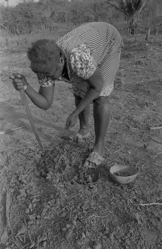 A woman planting peanuts, San Basilio de Palenque, 1977