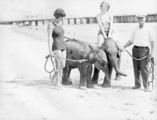 Washing baby elephant