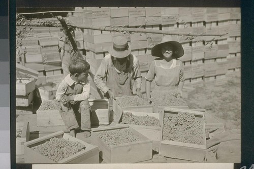 No. 219. Packing grapes on the Harbin ranch, allotment 109, August 14, 1923