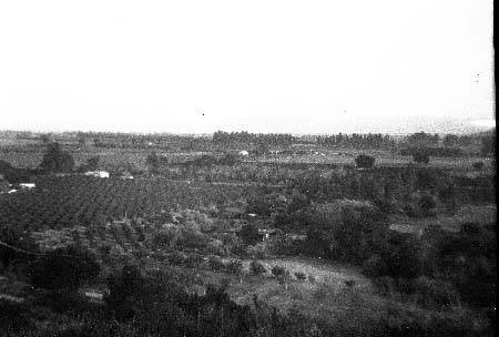 Agriculture in the San Fernando Valley, 1925