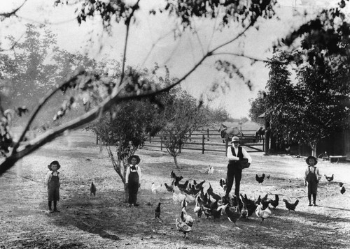 John Hanna Feeding the Chickens at his Ranch, Anaheim [graphic]
