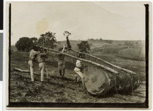 Transportation of wood for construction work at the mission station, Ayra, Ethiopia, ca.1928-1931