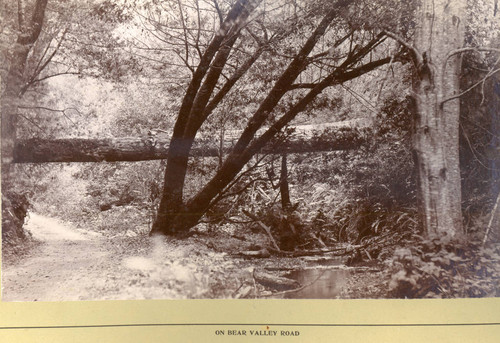 View of Bear Valley Road, in Bear Valley, Marin County, California, circa 1895 [photograph]