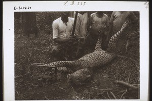 Leopard caught in a trap in Nyasoso