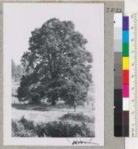 Oregon oak, Quercus garreyana. A symmetrical tree near Philomath, Oregon. (John Zivnuska in #18). Metcalf. October 1952