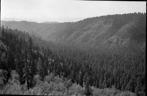 Misc. Canyons, Redwood Canyon, Mixed Coniferous Forest Plant Community, Redwood Mountain Grove