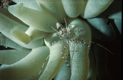 Shrimp in sea anemone