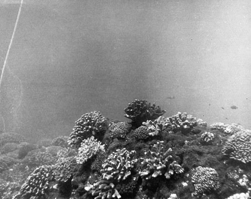 Reef corals at three fathoms, near Falcon Bank