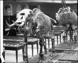 Los Angeles Museum of Natural History showing displays of prehistoric skeletons, a mastodon and giant ground sloth, ca.1920