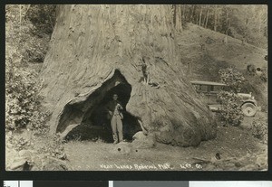 Man standing inside the large knot of a giant Redwood tree near Hanes Redwood Flat