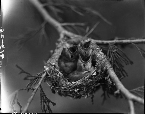 Misc. Birds, Young Solitary Vireos in nest