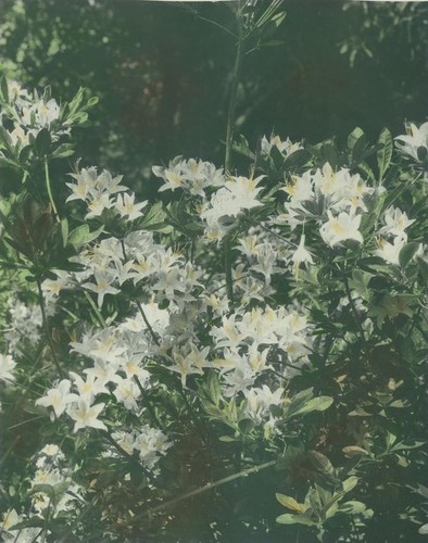 White lily-like flowers on a bush