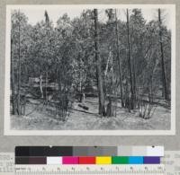 Redwood Region. Results of fire of late Sept. on property of old Northwestern Redwood Company near Willits, California. Logged about 30 years before. Heavy reproduction, but not much hardwood. Bare soil. Follow up in 1945 for condition of soil. 10-1-44, E.F