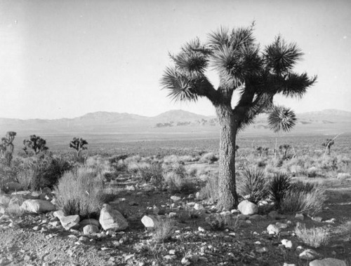 Mojave Desert vista