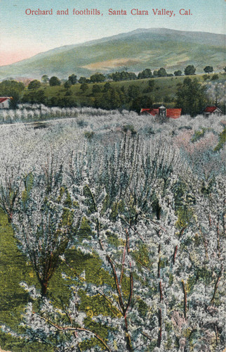 Postcard of orchards and foothills, Santa Clara Valley, California