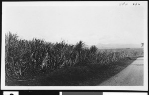 Sugar cane fields, Hawaii