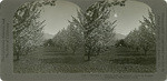 Cherries 1. Cherry trees in blossom - snow on distant mountains. Beaumont, Calif., 34