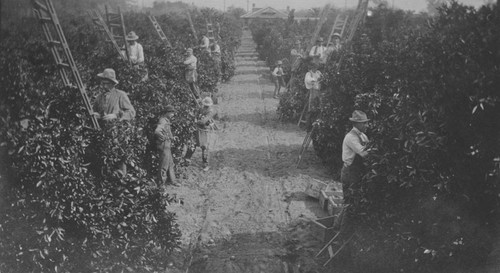 Pierce Ranch orange pickers, Orange, California, ca. 1915