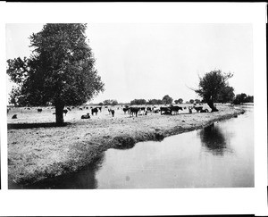 Cattle grazing on a farm near Bakersfield, 1920-1950 — Calisphere
